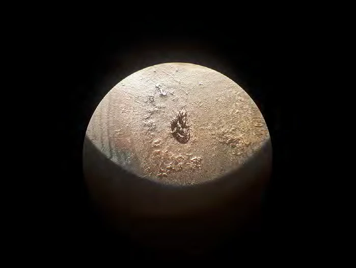 Microscopic observation / Secreted Functions, 2019
